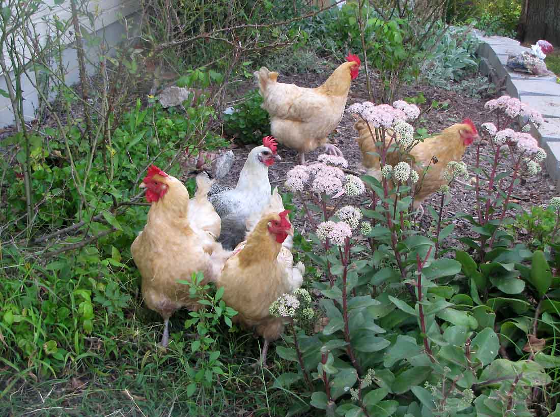 قیمت مرغ تخمگذار بومی ۳ ماهه - سپید طیور